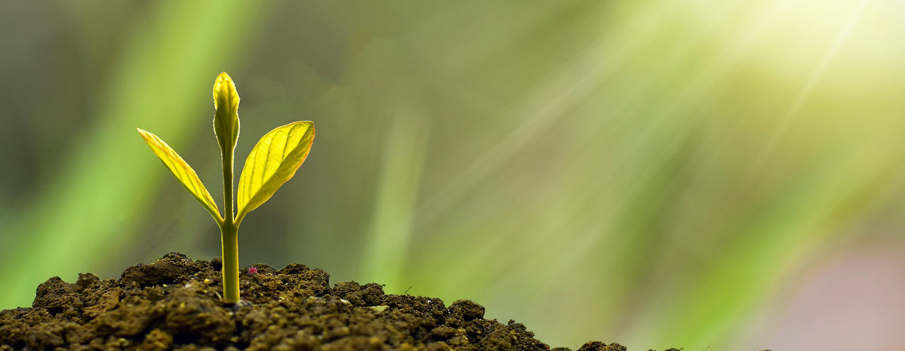 הכלכלה הישראלית