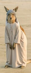 אוסטרליה - קנגרו